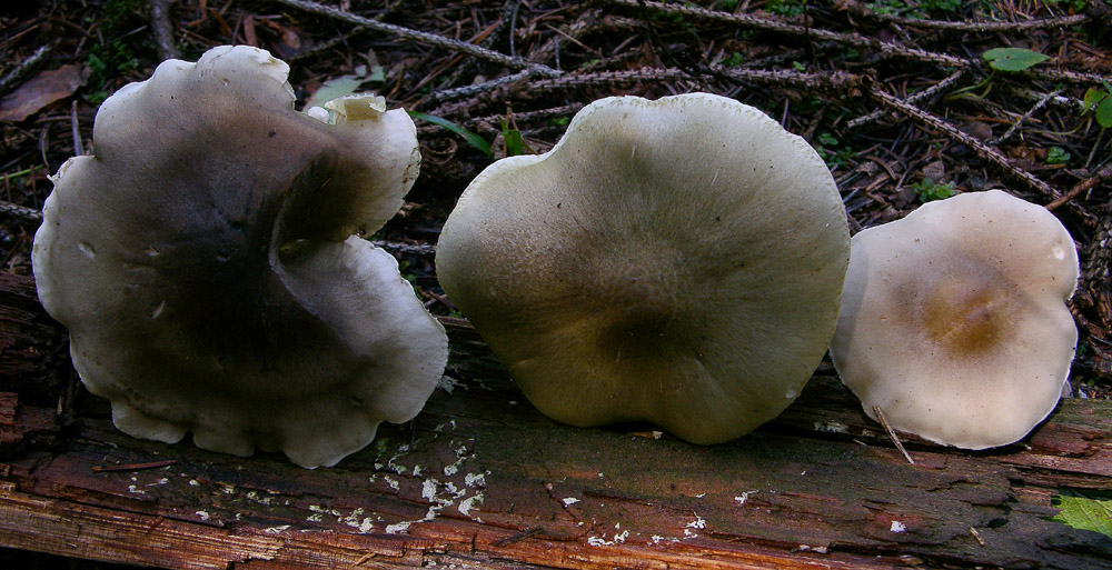 Proposta di studio di Tricholoma saponaceum